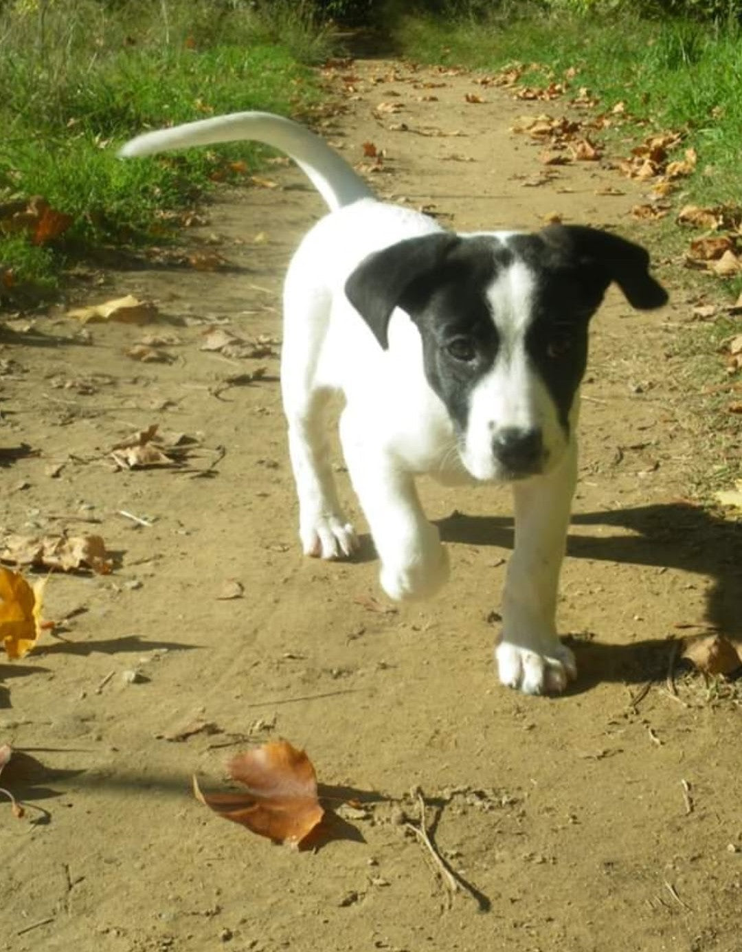 Santé | Ostéochondrose disséquante : quand le cartilage flanche chez le jeune chien