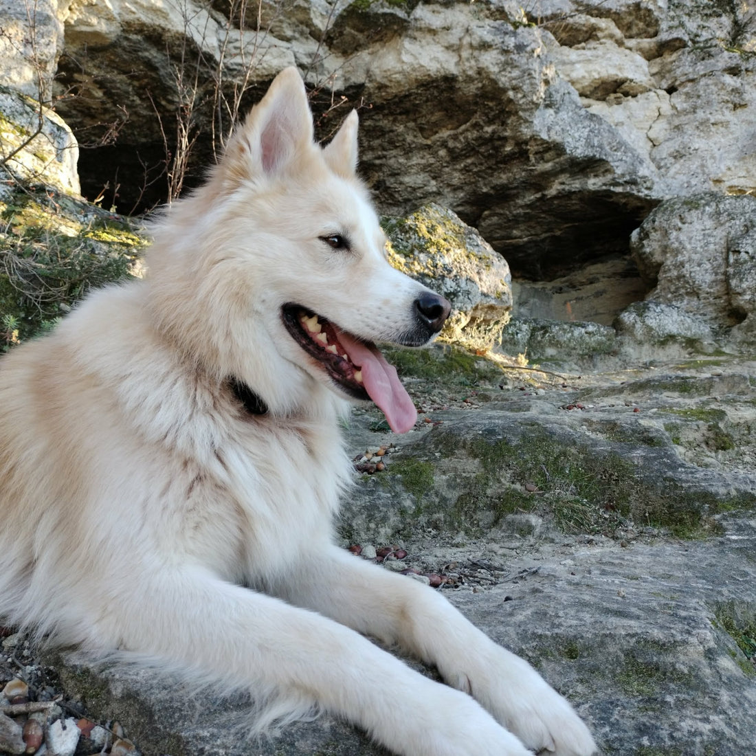 Portrait de Race | Berger Blanc Suisse : le "cousin" du Berger allemand