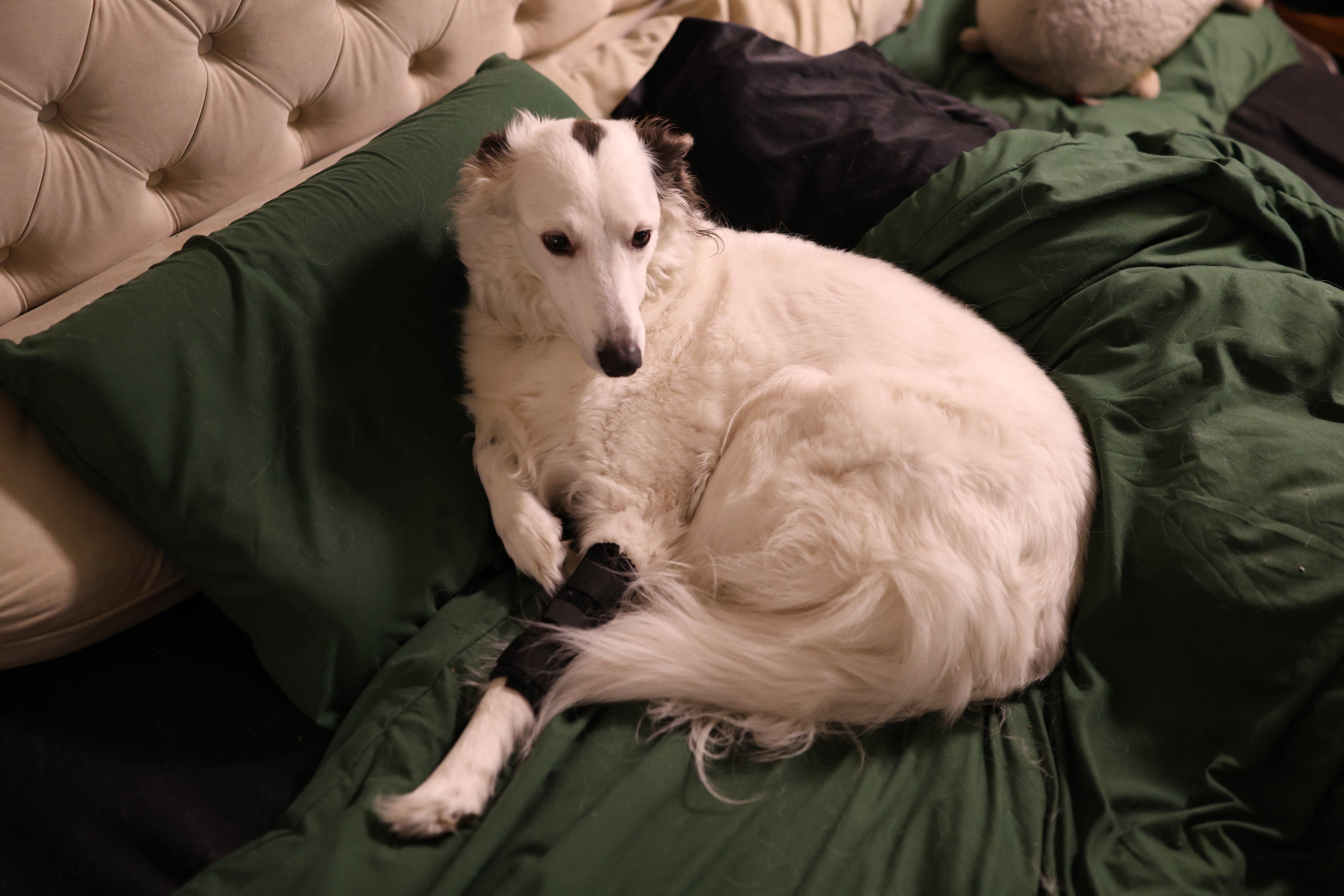 Actualités | Tests sur un véritable chien qui bouge