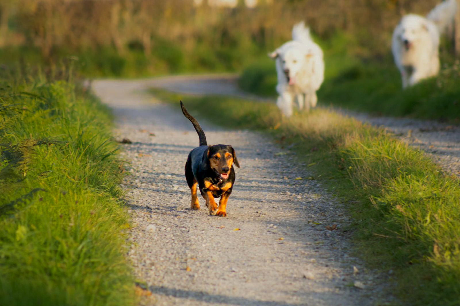 Santé | Hernie discale chez le chien : le cas du Teckel IVDD, chondrodystrophie et prédisposition génétique
