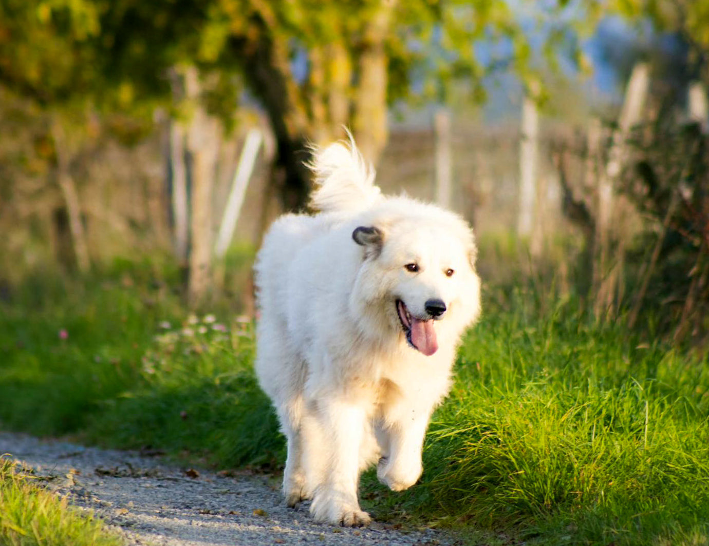 Santé | Rupture du ligament croisé crânial chez le chien