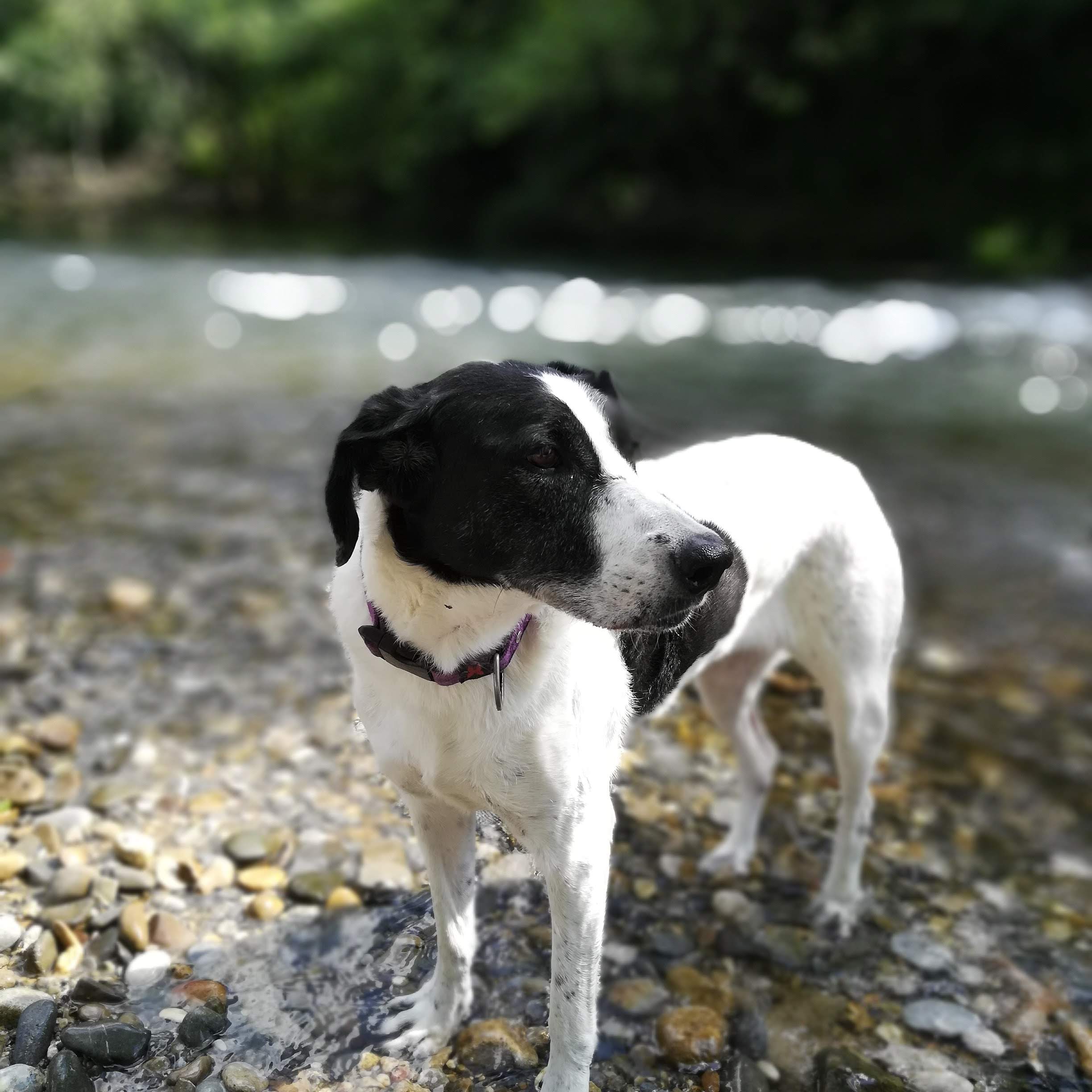 Santé | L'arthrose chez le chien : mécanismes, stades et réalité clinique