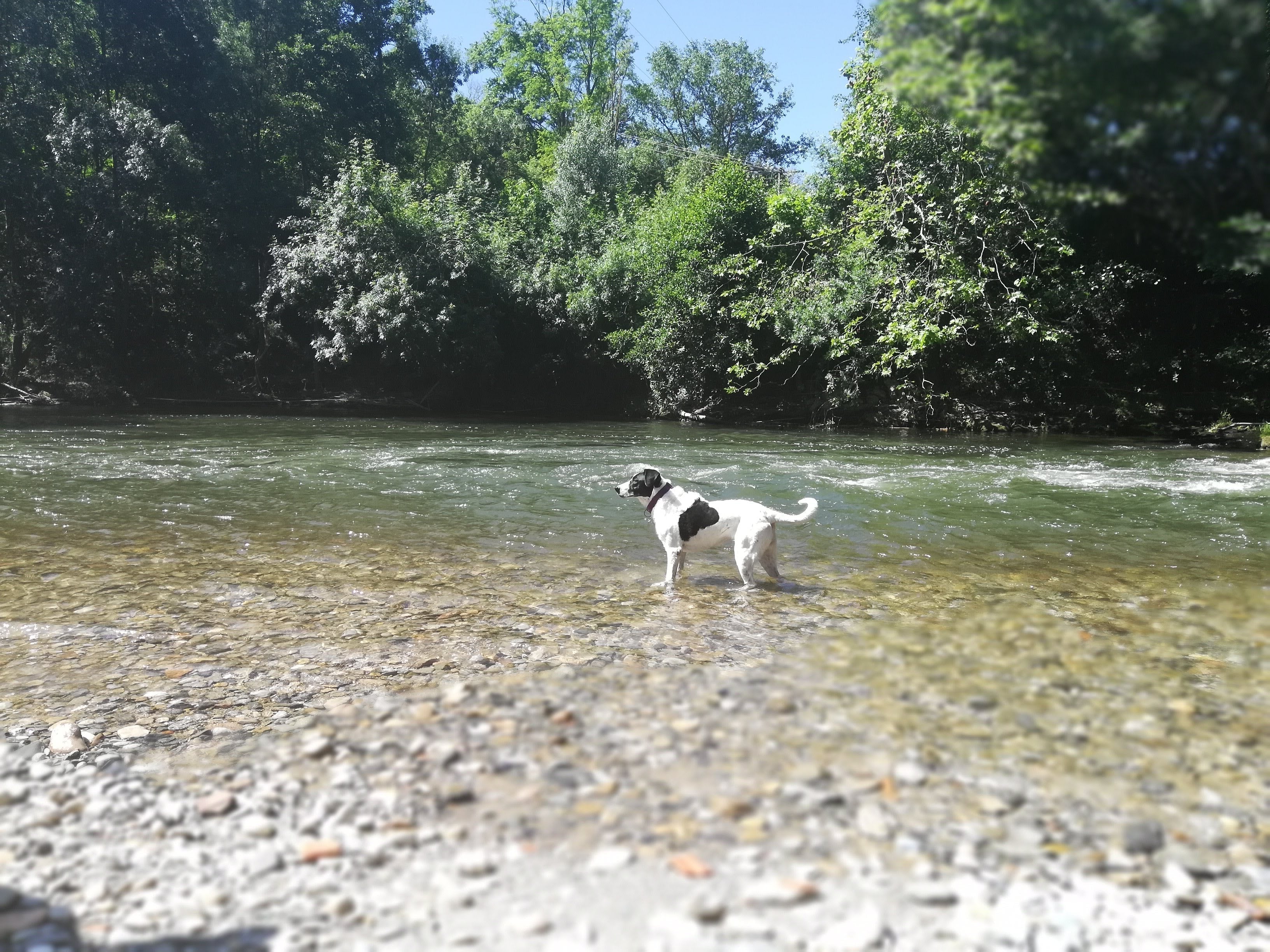 Santé | Dysplasie de la hanche chez le chien