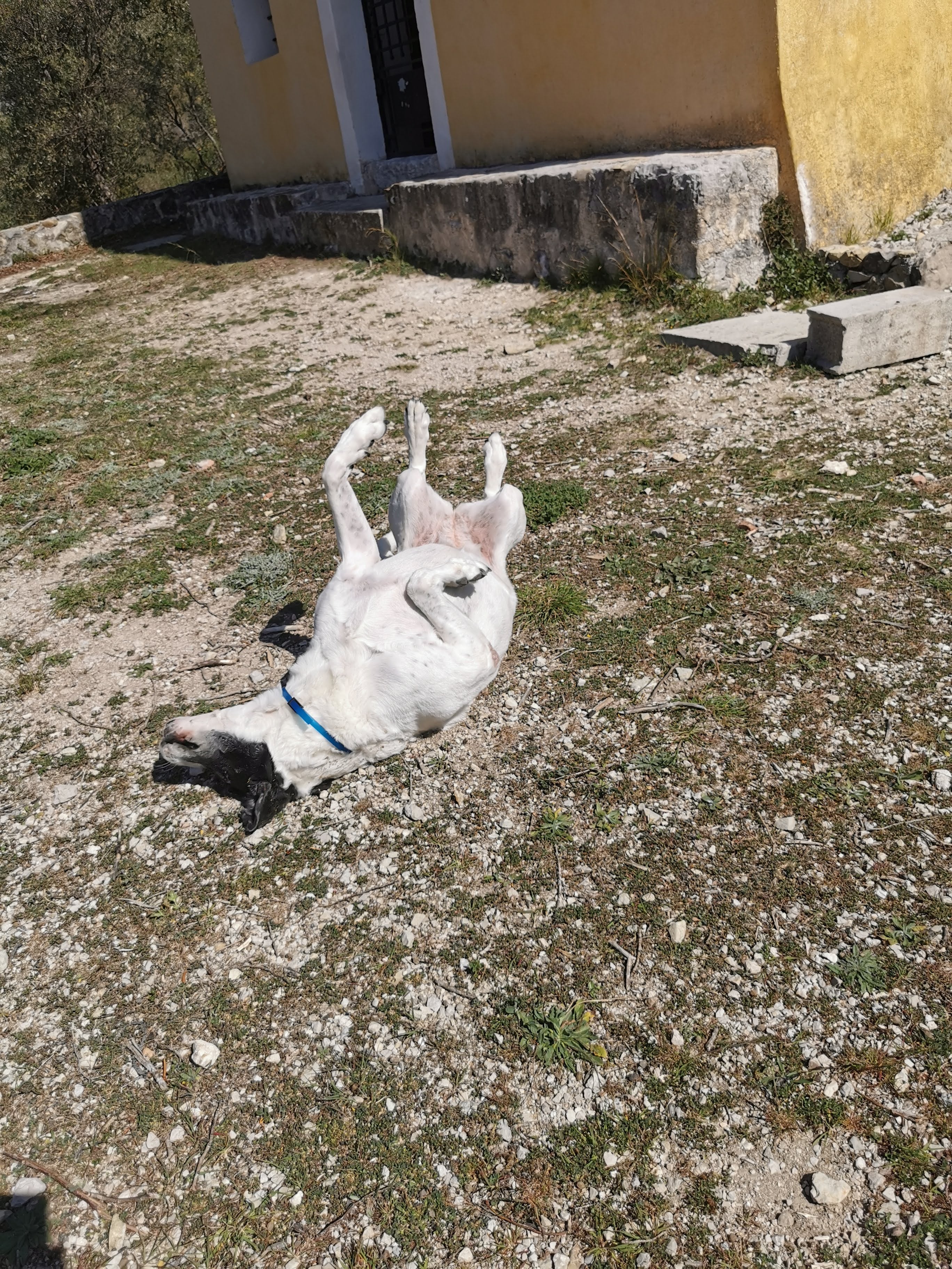 Santé | Mon chien boite : quand faut-il s’inquiéter vraiment ? Guide pratique
