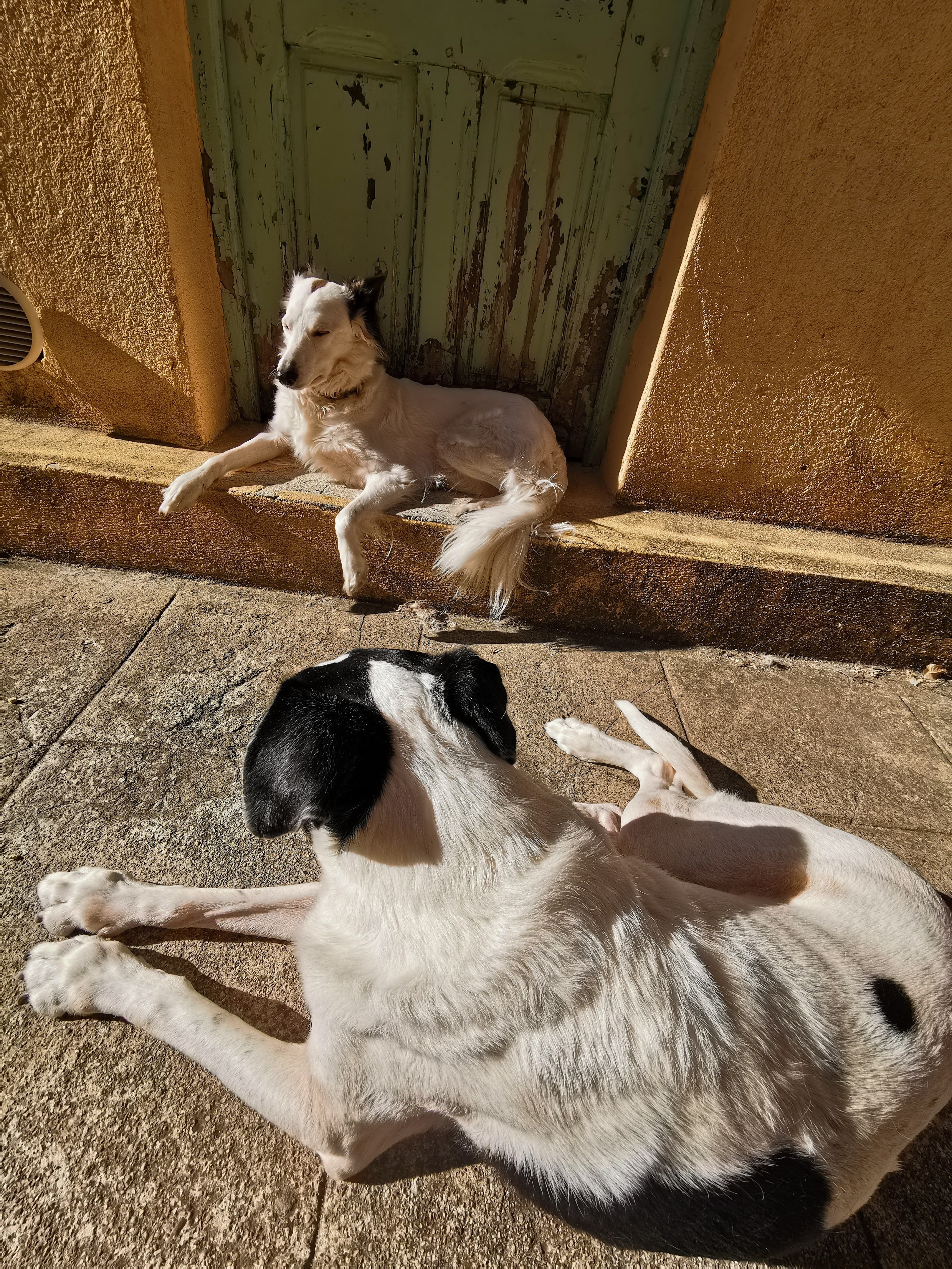 Santé | Dysplasie du coude chez le chien : l’ennemi invisible de l’avant-main