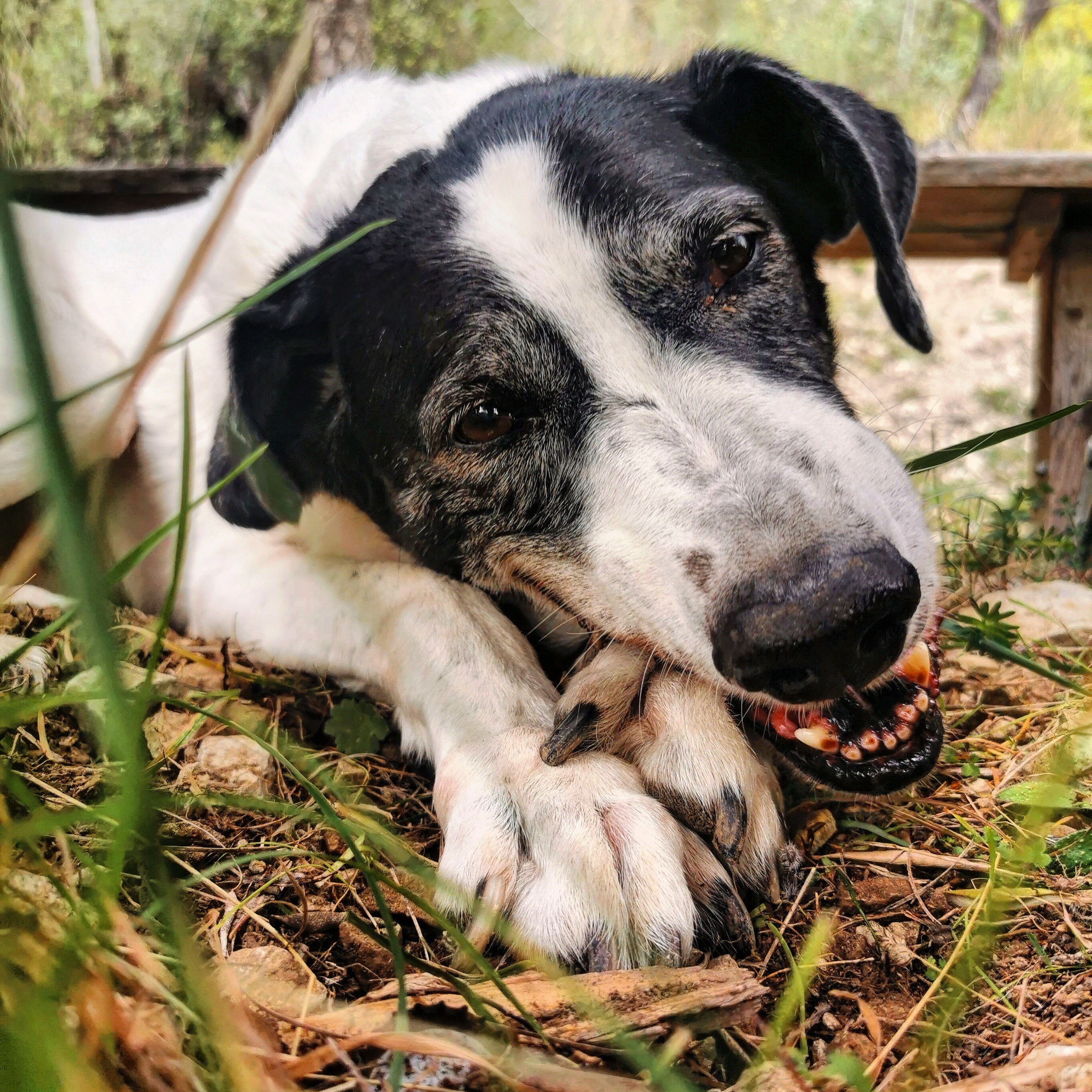 Santé | Myopathies canines : quand les muscles tombent malades (causes, signes et traitement)