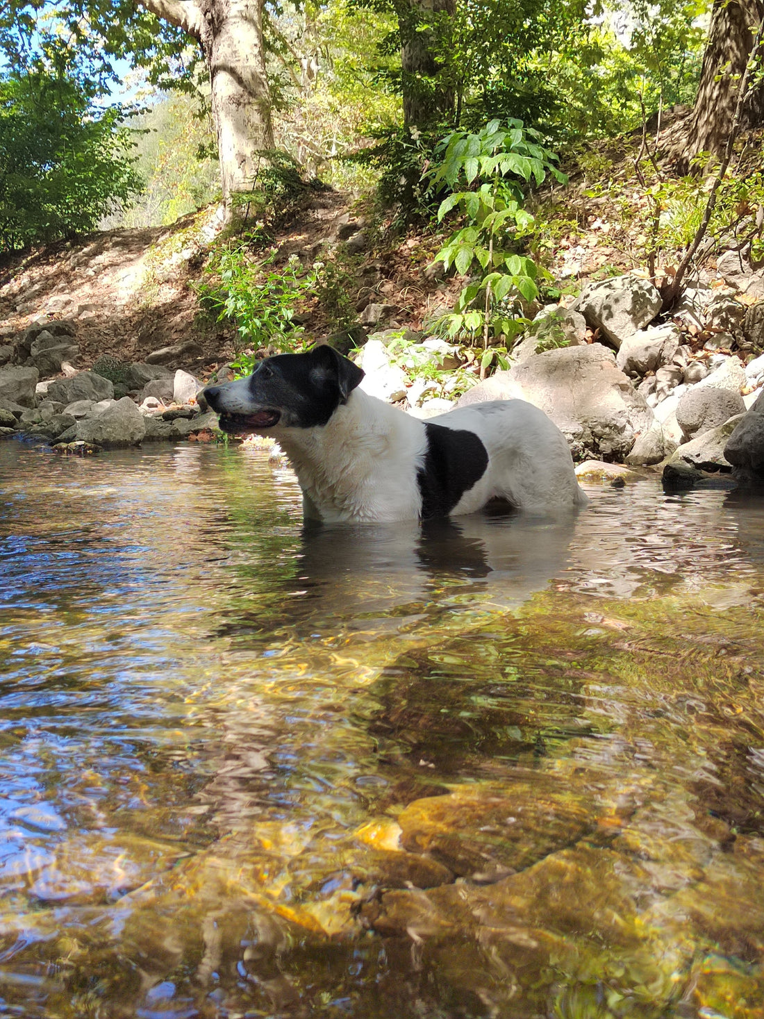 Sports Canins| Natation et sports nautiques