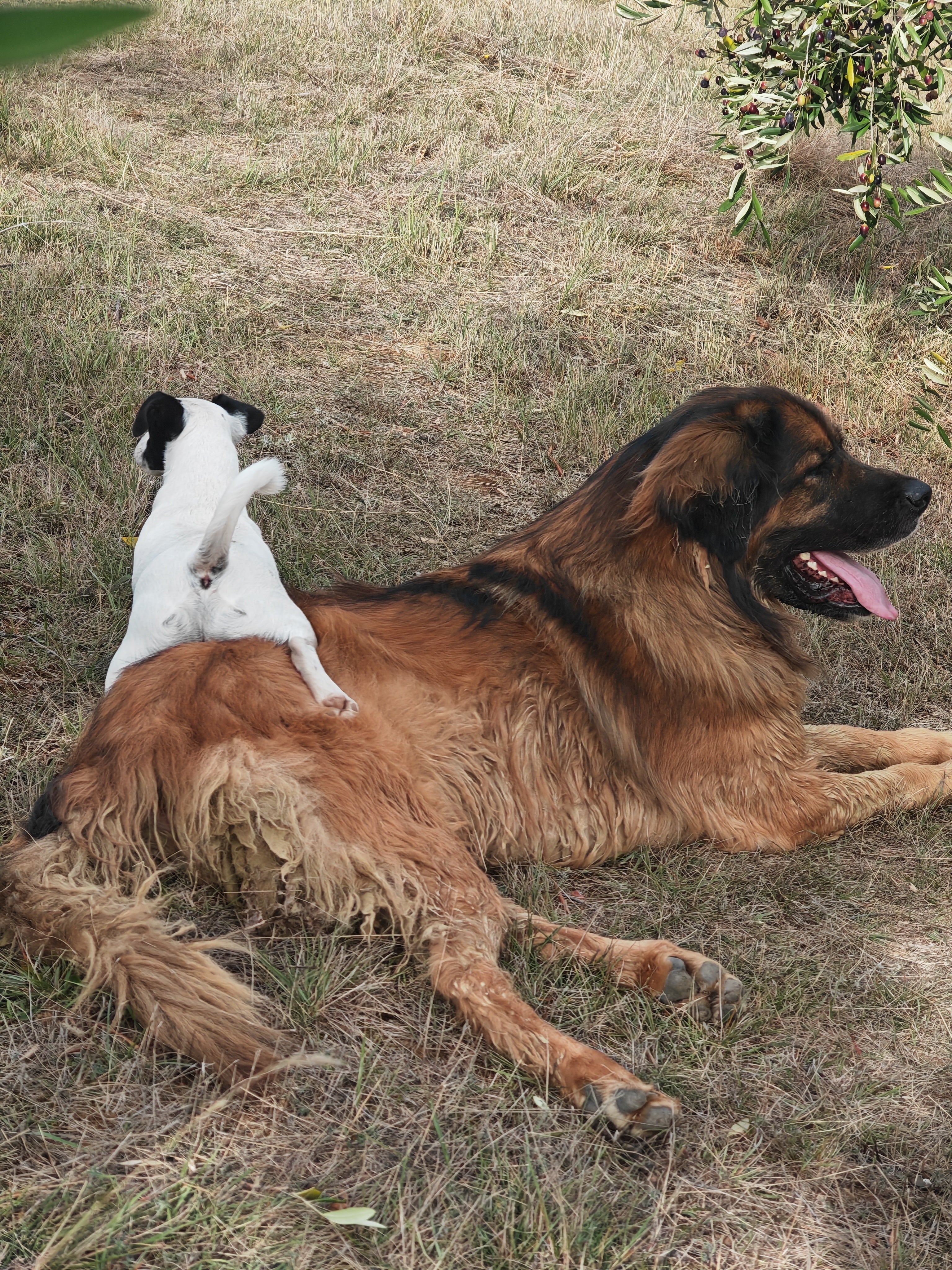 Santé | Luxation de rotule chez le chien : petites races, grand problème