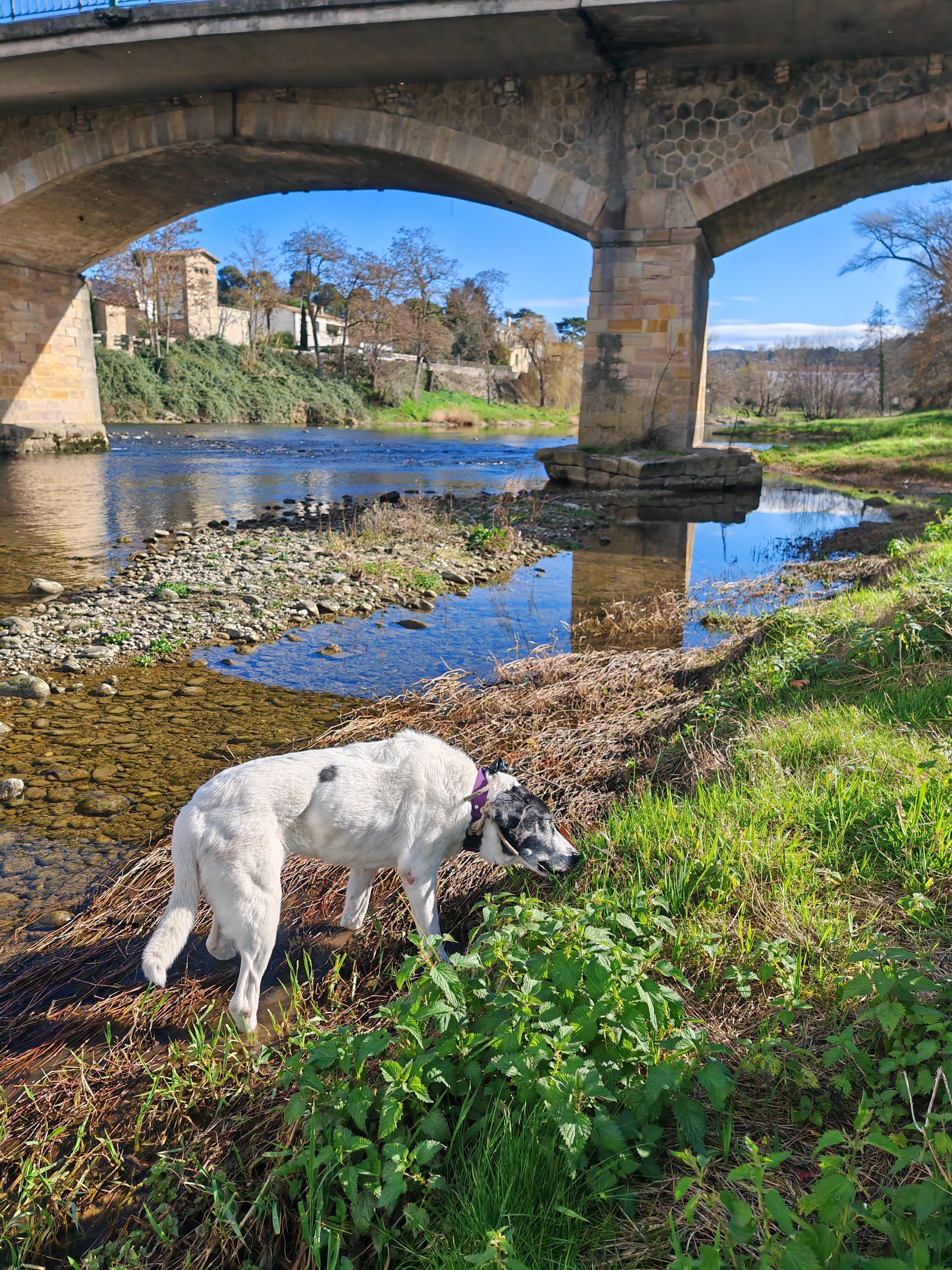 Santé | Mon chien mange de l’herbe parce qu’il est malade ? Vrai ou faux ?