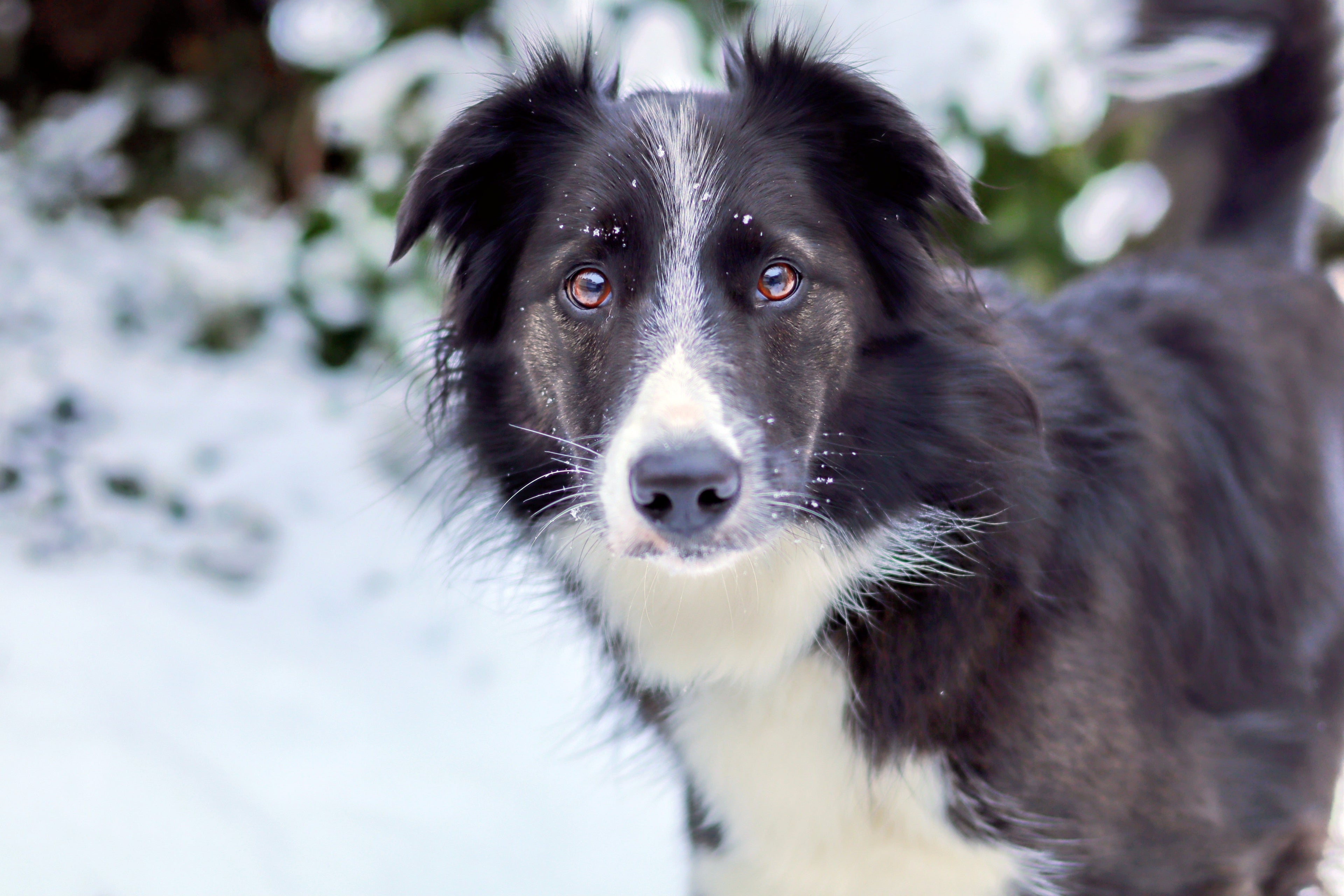 Santé | Border Collie : arthrose d'usage et CEA génétique