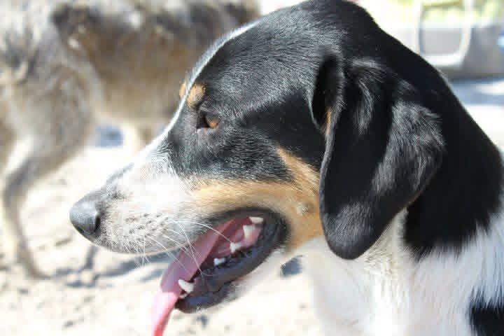 Santé | Dermatite atopique chez le chien
